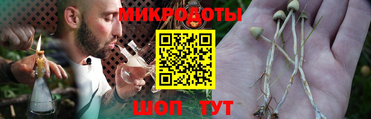 Псилоцибиновые грибы Psilocybe Каменск-Уральский
